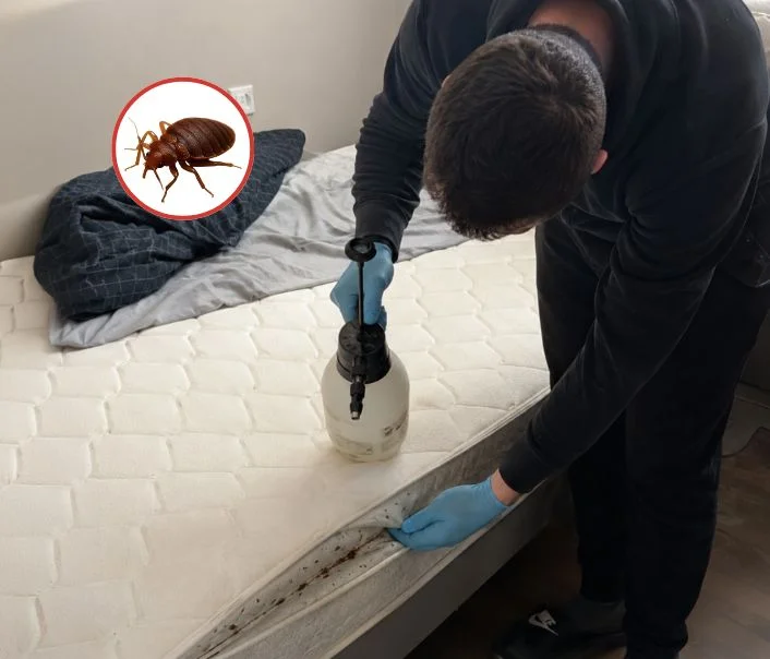 Technicien traitant un matelas contre les punaises de lit à Longvilliers
